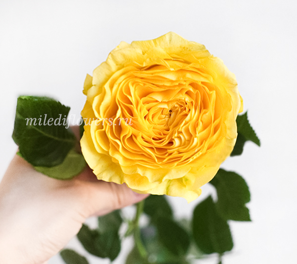 Роза Пионовидная Lemon Pompon
